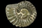 Ammonite (Pleuroceras) Fossil - Germany #125396-1